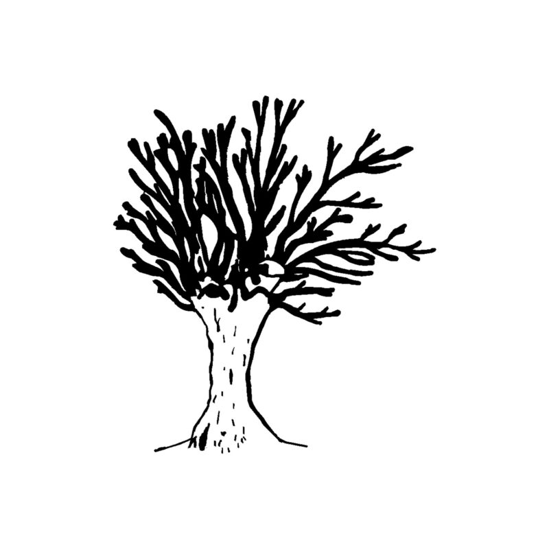 Knotwilg 2