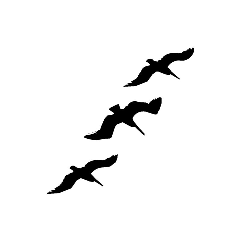 Vogels 3